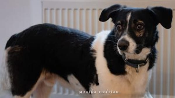 Maxi sucht seine Menschen