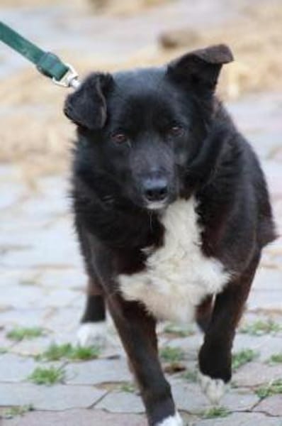 Kiko - aufgeweckt u. freundlich
