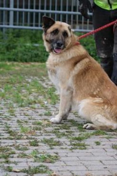 Cassie - sehr verschmust u. lieb ❤❤❤