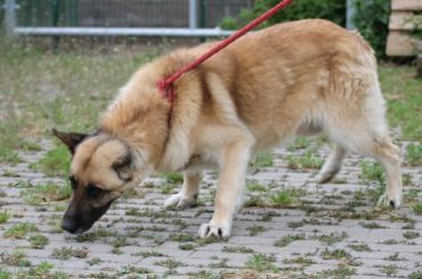 Cassie - sehr verschmust u. lieb ❤❤❤