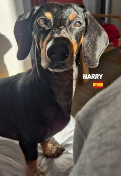 Harry - unkompliziert und verschmust