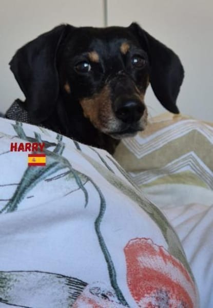 Harry - unkompliziert und verschmust