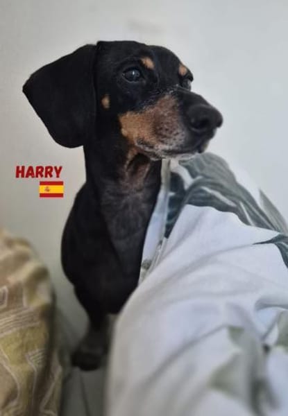 Harry - unkompliziert und verschmust