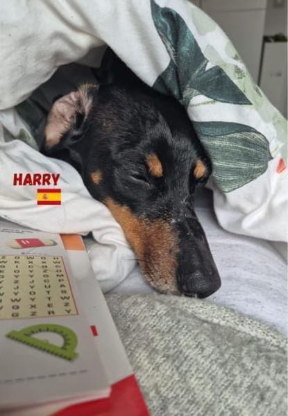 Harry - unkompliziert und verschmust
