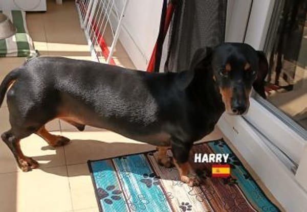Harry - unkompliziert und verschmust