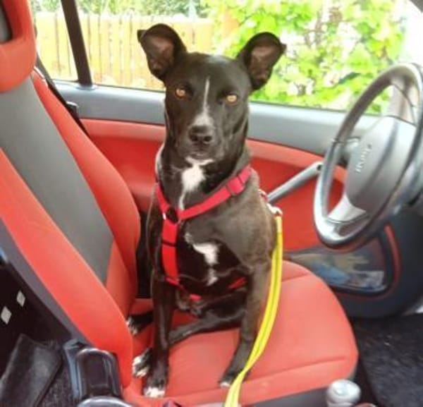 Cara 💜💜💜 Happy-Home gesucht