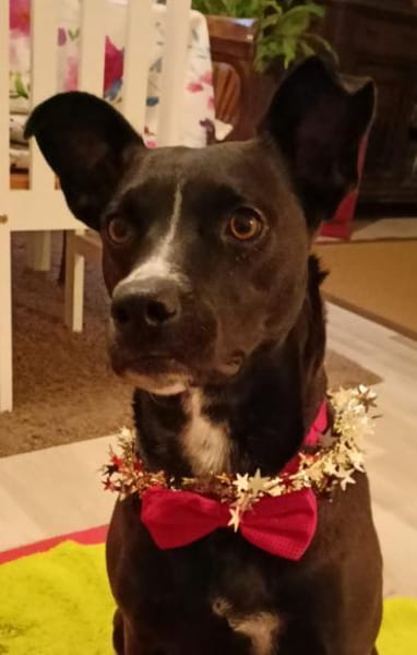 Cara 💜💜💜 Happy-Home gesucht