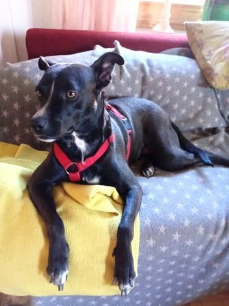 Cara 💜💜💜 Happy-Home gesucht