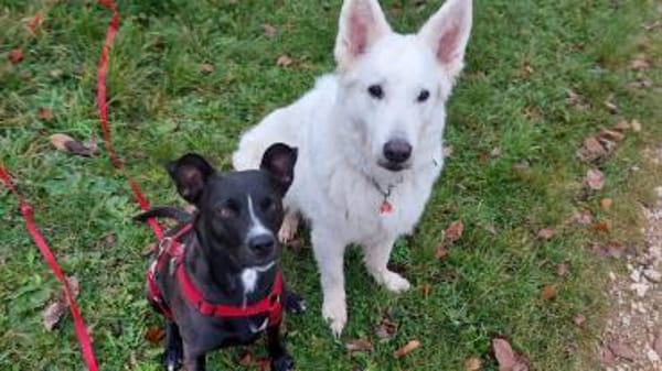 Cara 💜💜💜 Happy-Home gesucht