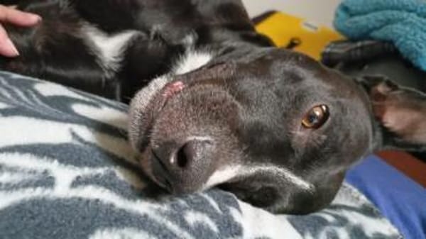 Cara 💜💜💜 Happy-Home gesucht
