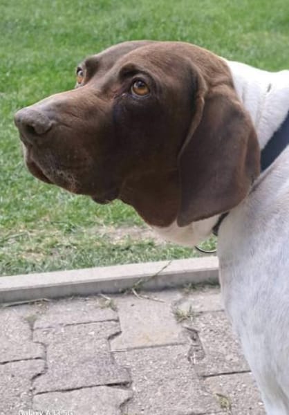 CANDY, w., kastr., Pointer-Mix, 60 cm