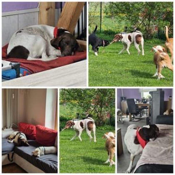CANDY, w., kastr., Pointer-Mix, 60 cm
