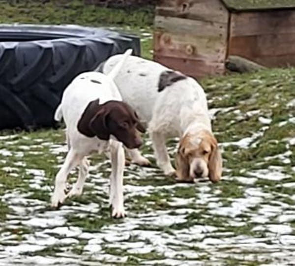 CANDY, w., kastr., Pointer-Mix, 60 cm