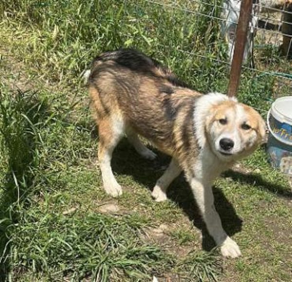 Sansa, hübsches Hundemädchen sucht