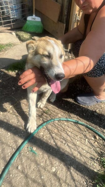Sansa, hübsches Hundemädchen sucht