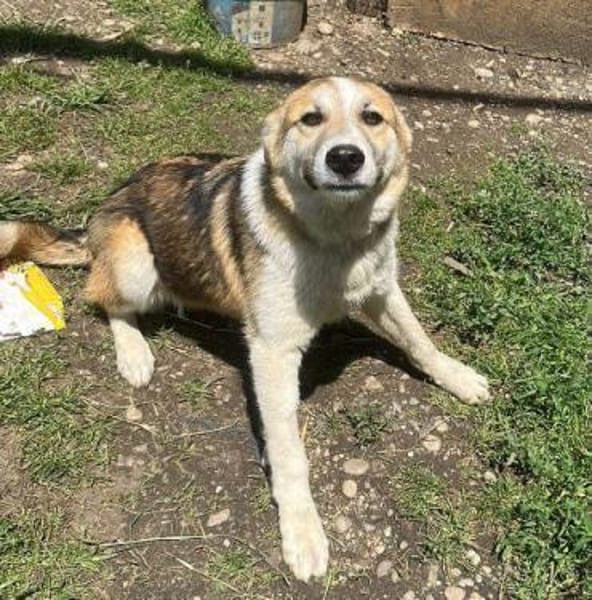 Sansa, hübsches Hundemädchen sucht