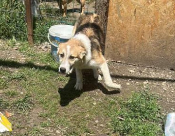 Sansa, hübsches Hundemädchen sucht
