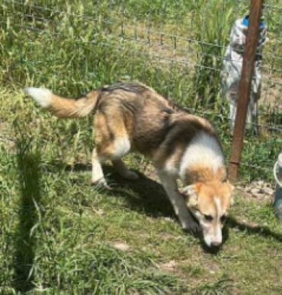 Sansa, hübsches Hundemädchen sucht