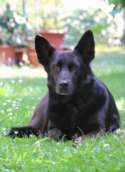 Elsa sucht ihr Happy End
