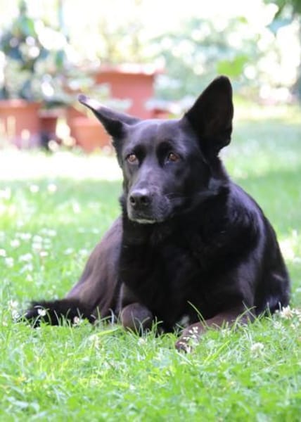 Elsa sucht ihr Happy End