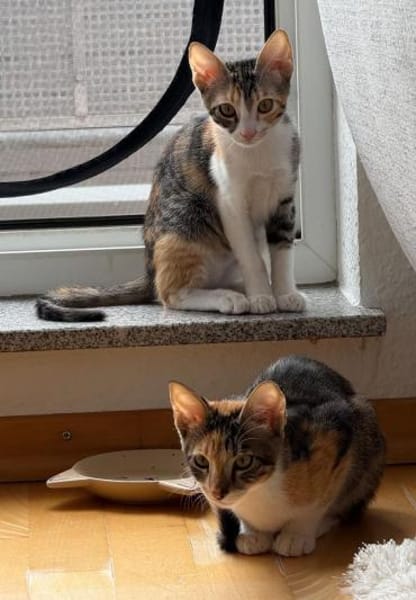 Malina und Ljuba aus dem Tierschutz