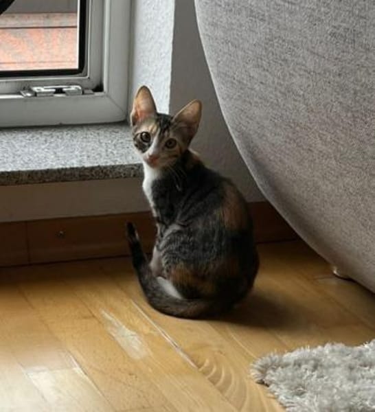 Malina und Ljuba aus dem Tierschutz
