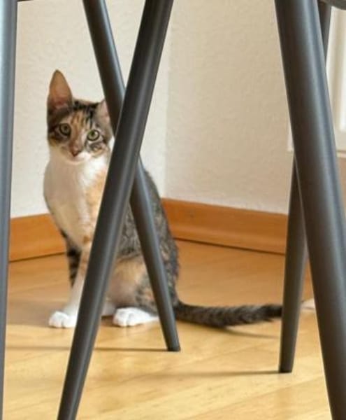 Malina und Ljuba aus dem Tierschutz