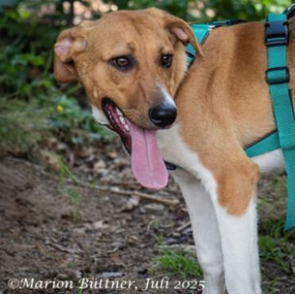 Perro ist freundlich und neugierig