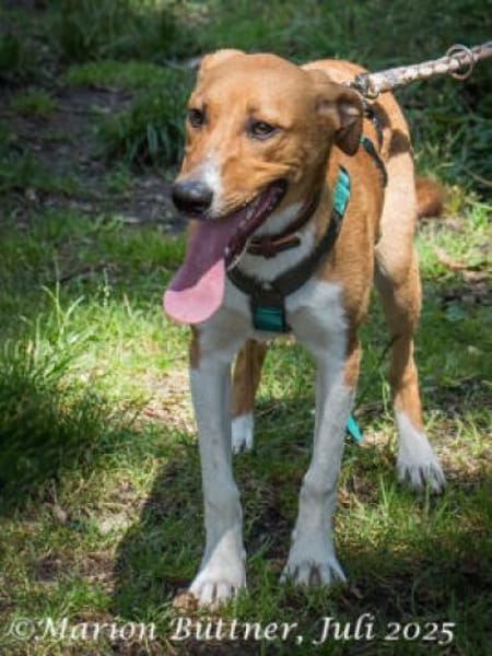 Perro ist freundlich und neugierig