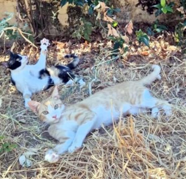 Offener, junger Kater Luis