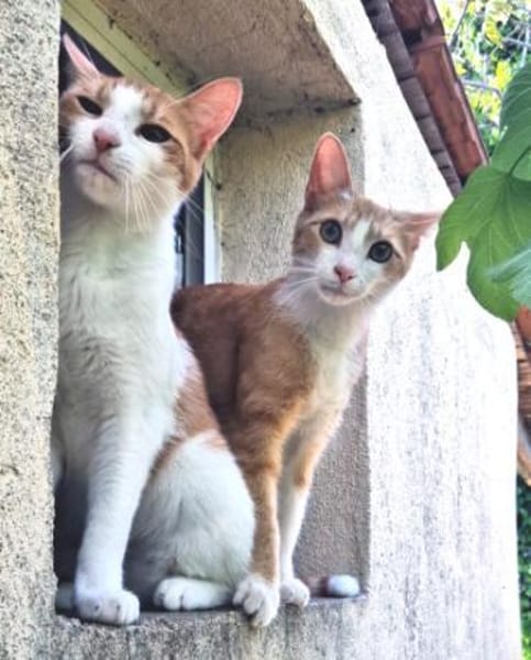 Offener, junger Kater Luis