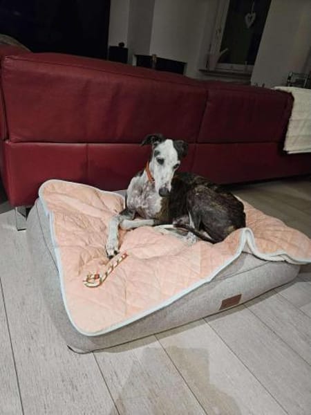 Zauberhafte Luna