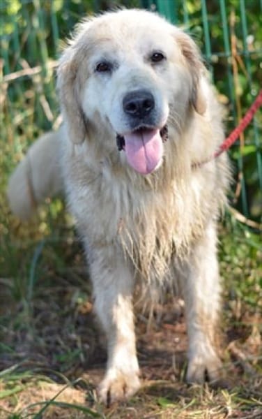 Katzenverträglicher Thor sucht Familie