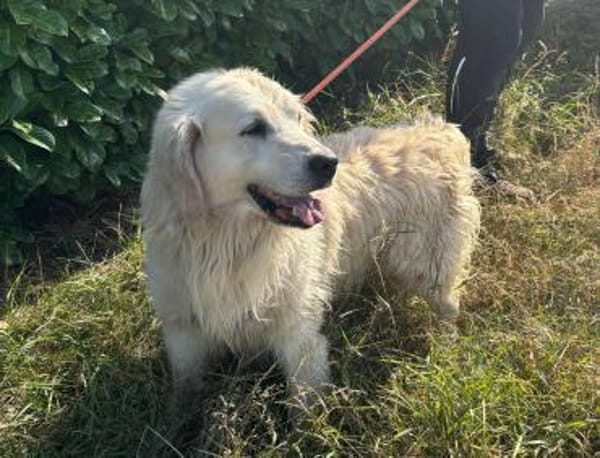 Katzenverträglicher Thor sucht Familie