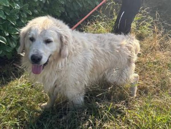 Katzenverträglicher Thor sucht Familie