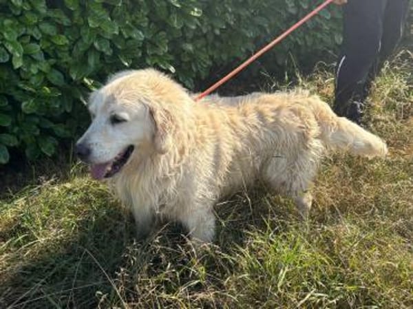 Katzenverträglicher Thor sucht Familie