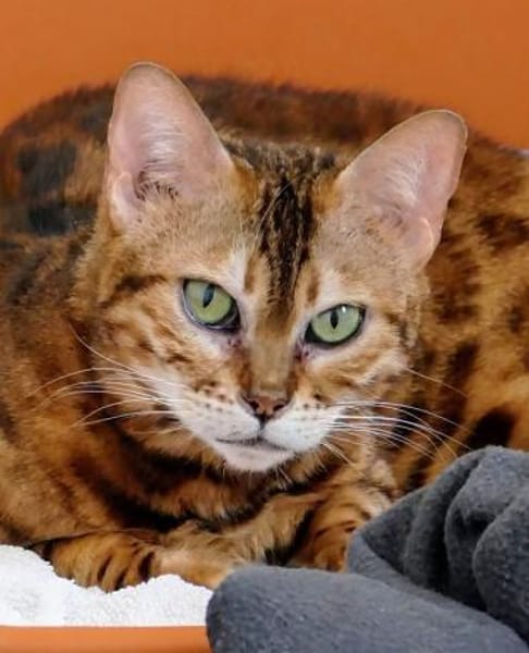 8 Bengalen suchen ein liebevolles Zuhaus