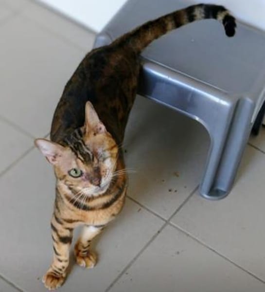 8 Bengalen suchen ein liebevolles Zuhaus