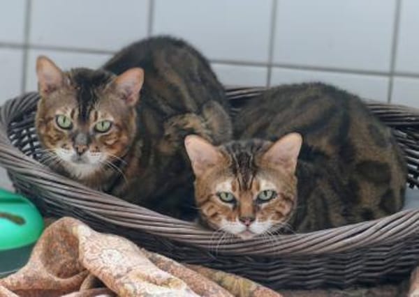 8 Bengalen suchen ein liebevolles Zuhaus