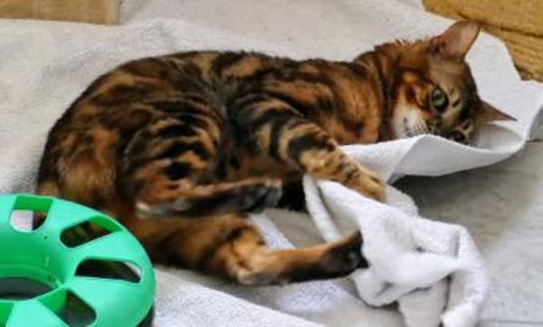 8 Bengalen suchen ein liebevolles Zuhaus