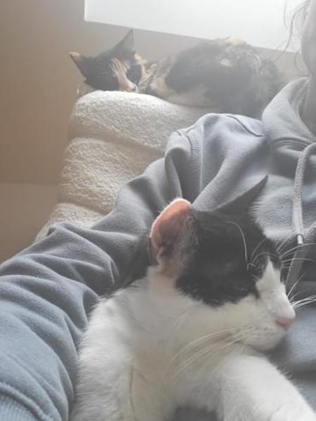 Oreo  Der verschmuste Kater