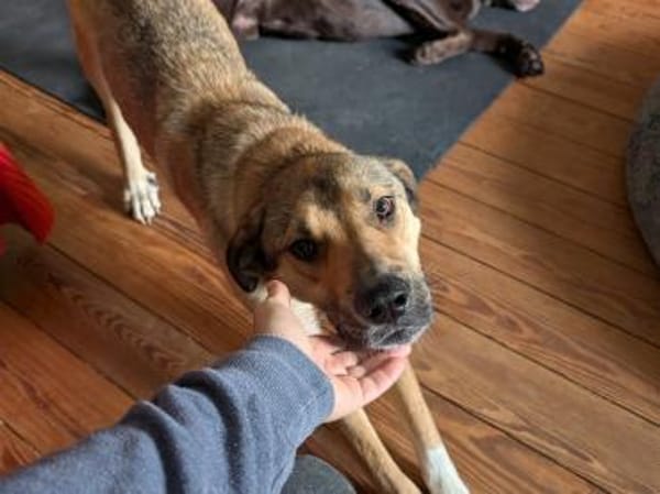 Lerne Nena (1,5 Jahre) in Leipzig kennen