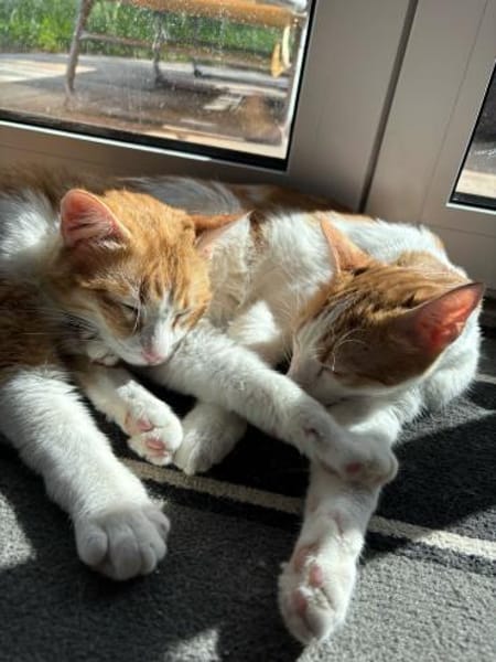 Rocky & Benito suchen Ihr Glück!