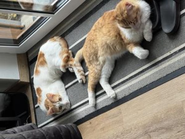 Rocky & Benito suchen Ihr Glück!