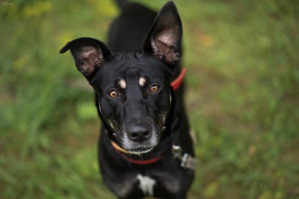 Koda