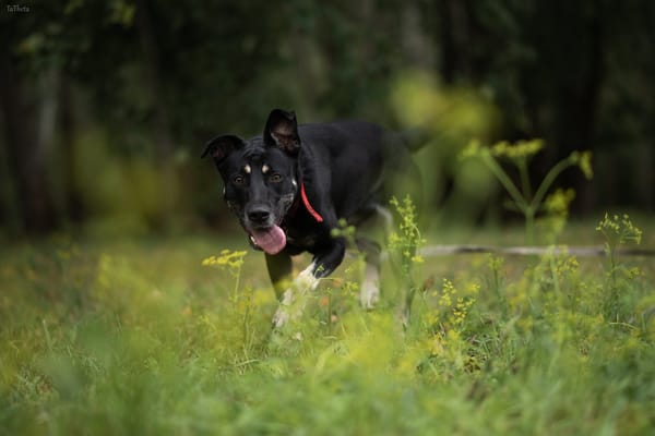Koda
