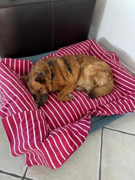 Freundliche Hündin AIKA sucht Zuhause!