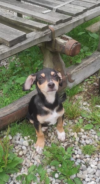 Taco 💙💙💙 kleiner Hundebub