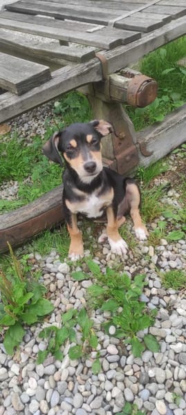 Taco 💙💙💙 kleiner Hundebub