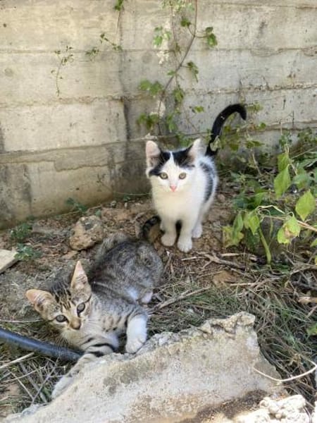 Teddy und Mousy aus dem Tierschutz